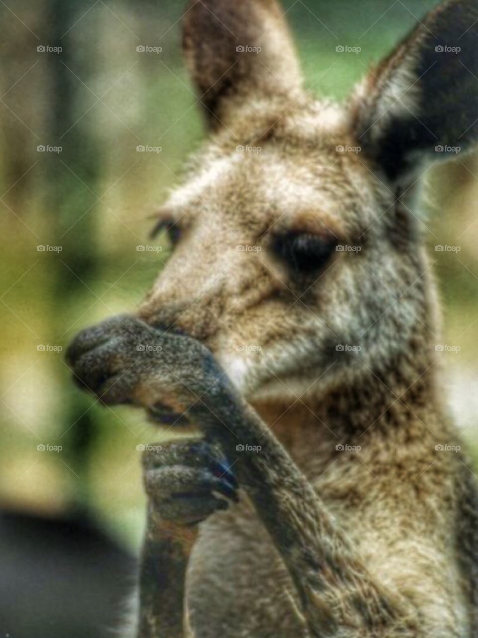 Kangaroo at Australia Zoo