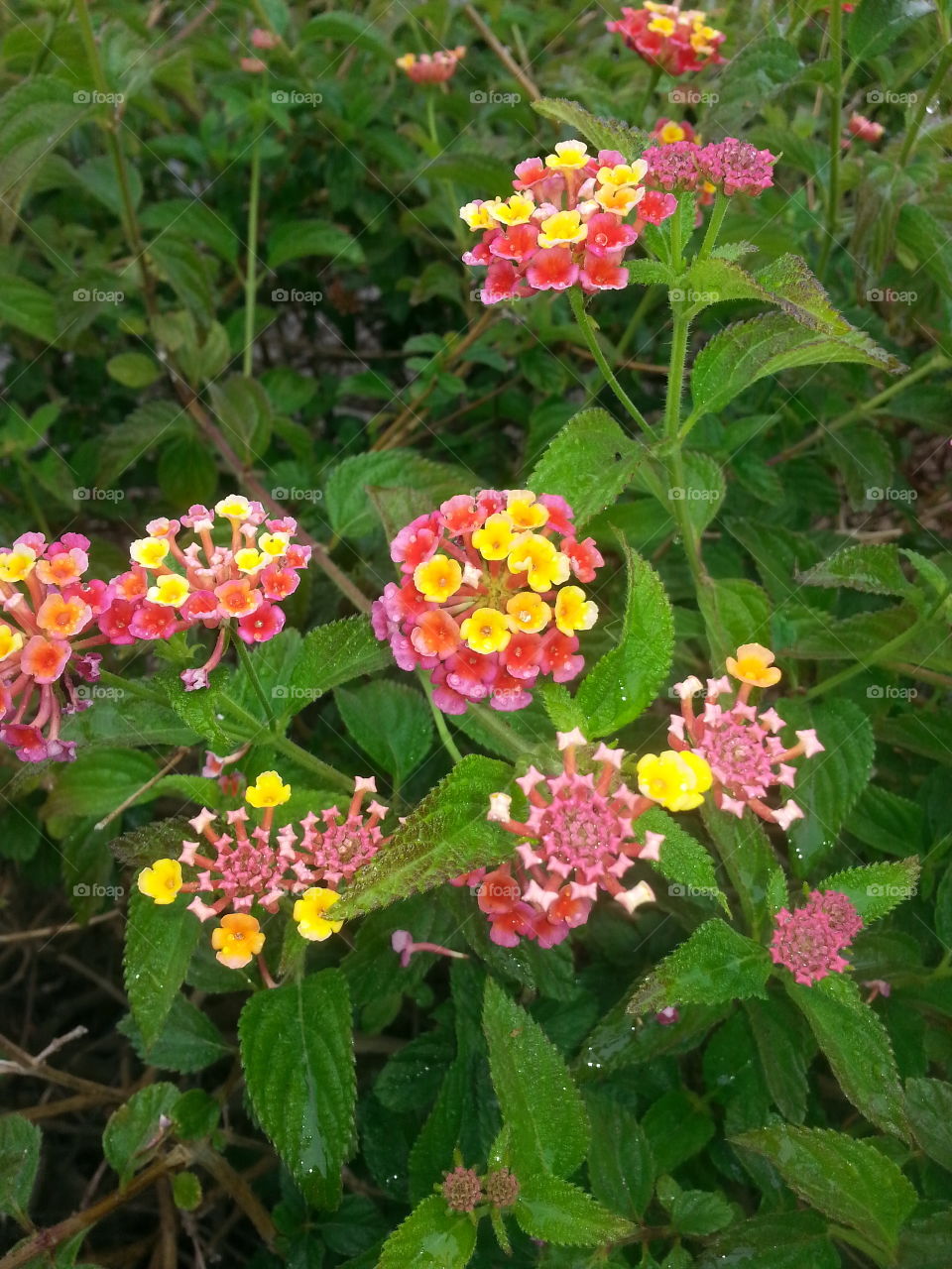 Floral fireworks