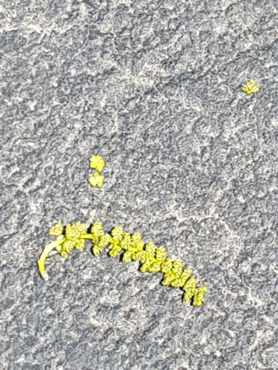 Fern Laying on Concrete