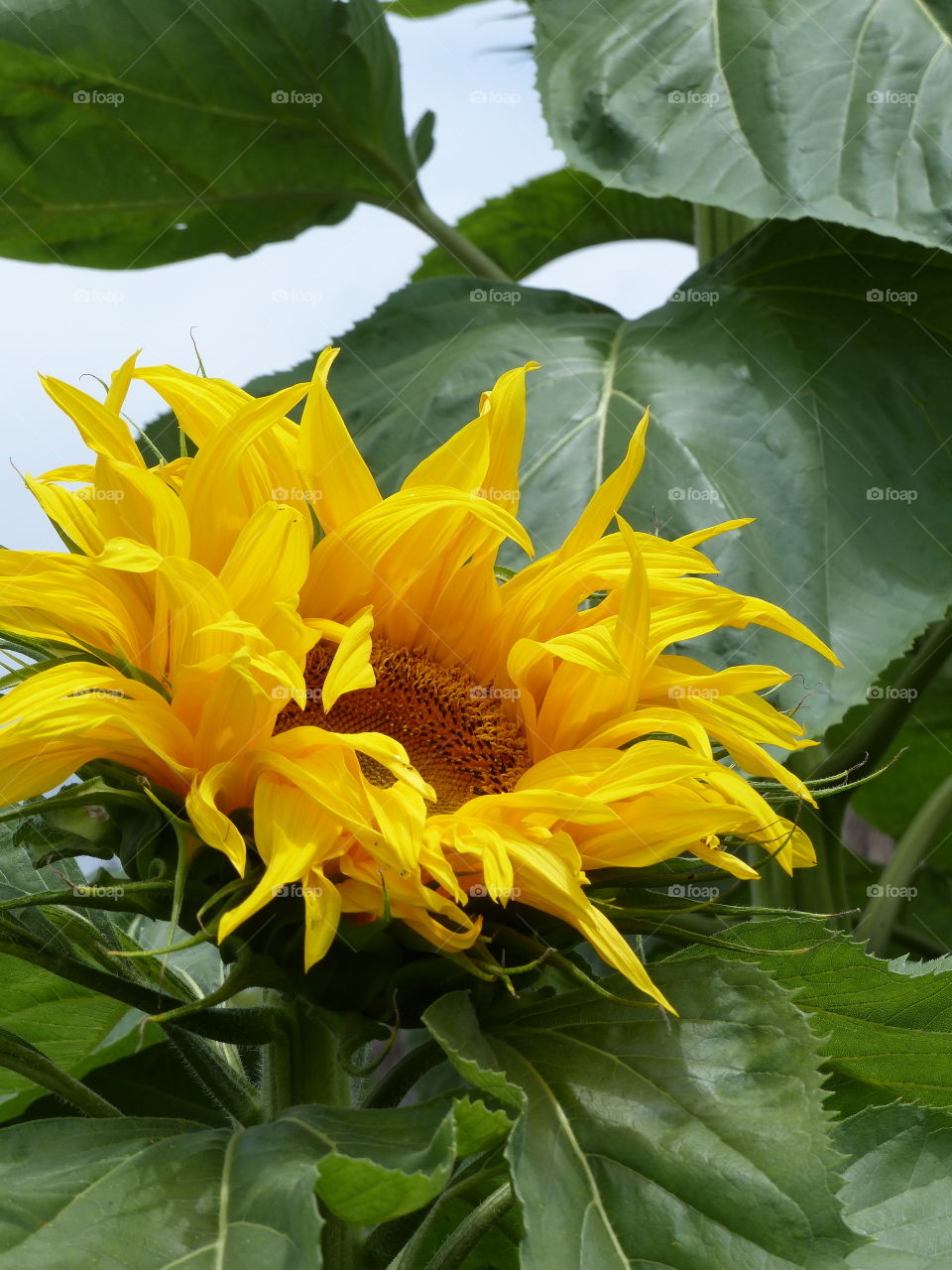 Sunflower bloom facing skyward 