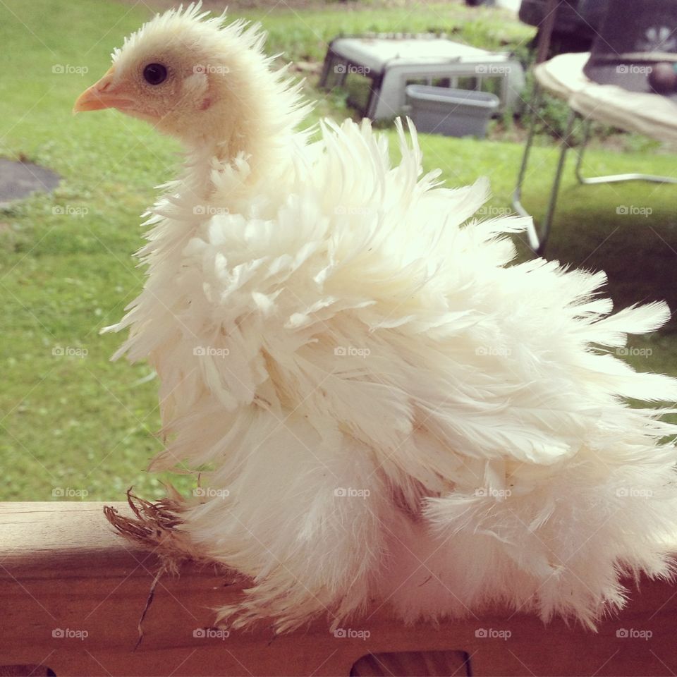 Frizzle chick. Frizzle chicken