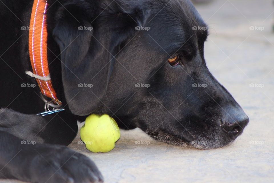 A Dog And His Bone