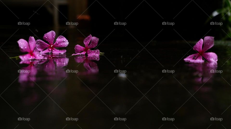 flowers reflection