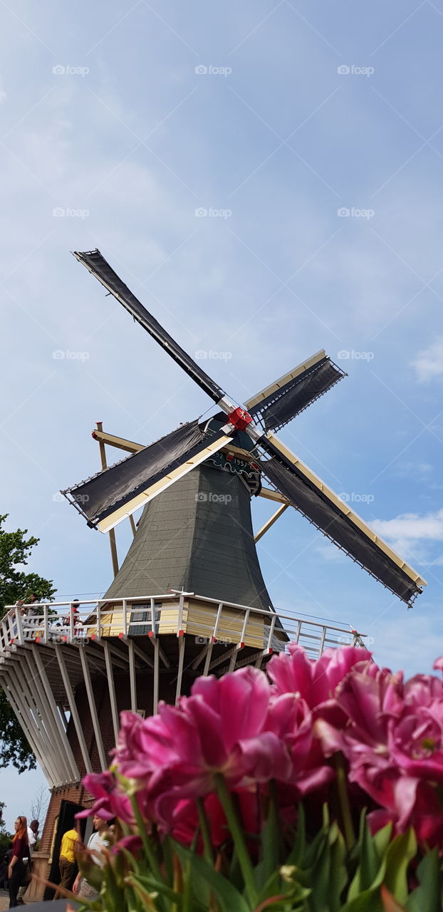 Windmill, flower, sky, sky