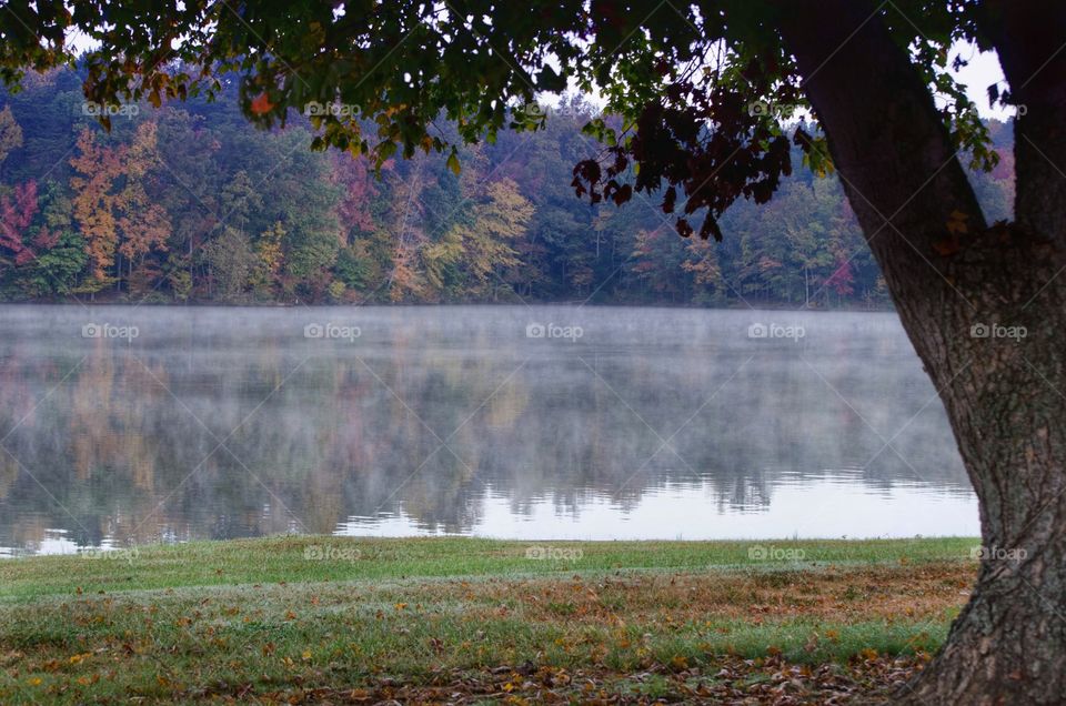 Idyllic lake in forest