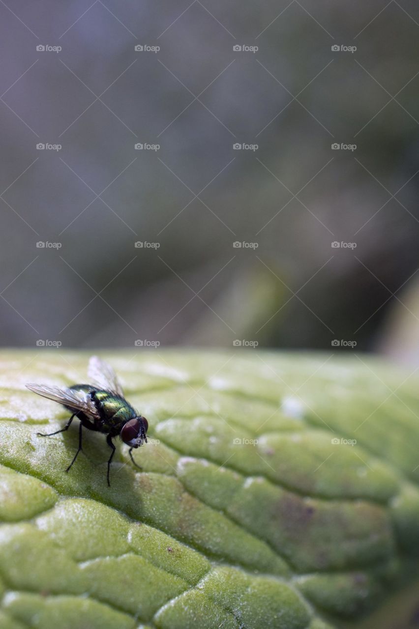A bottle fly rests on a mullein leaf.
