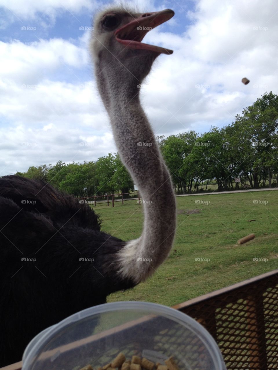 I Got it. Ostrich catching food