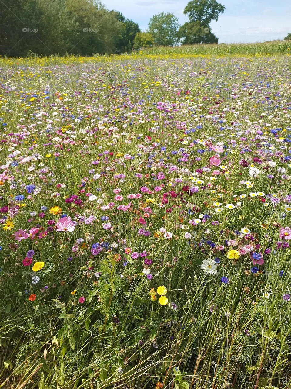Wildflowers 💐