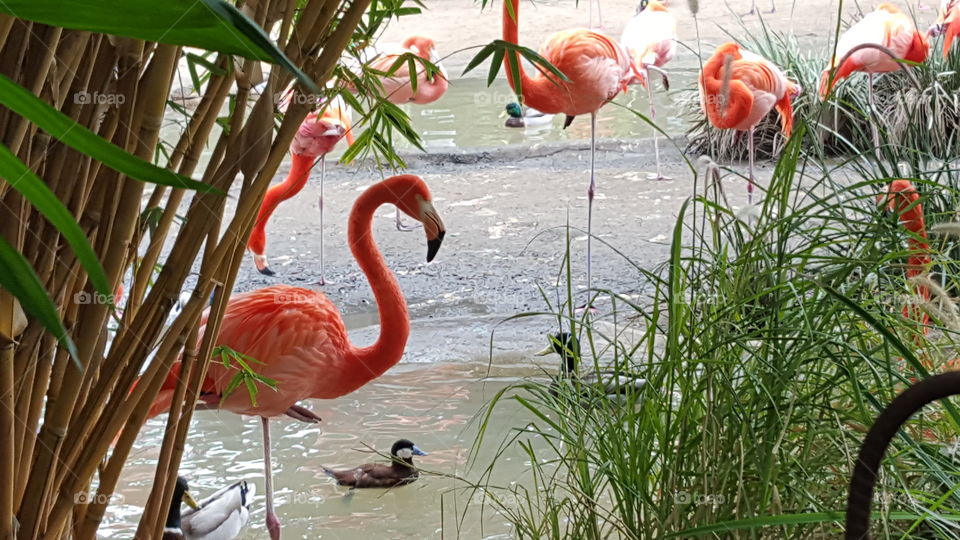Flamingoes