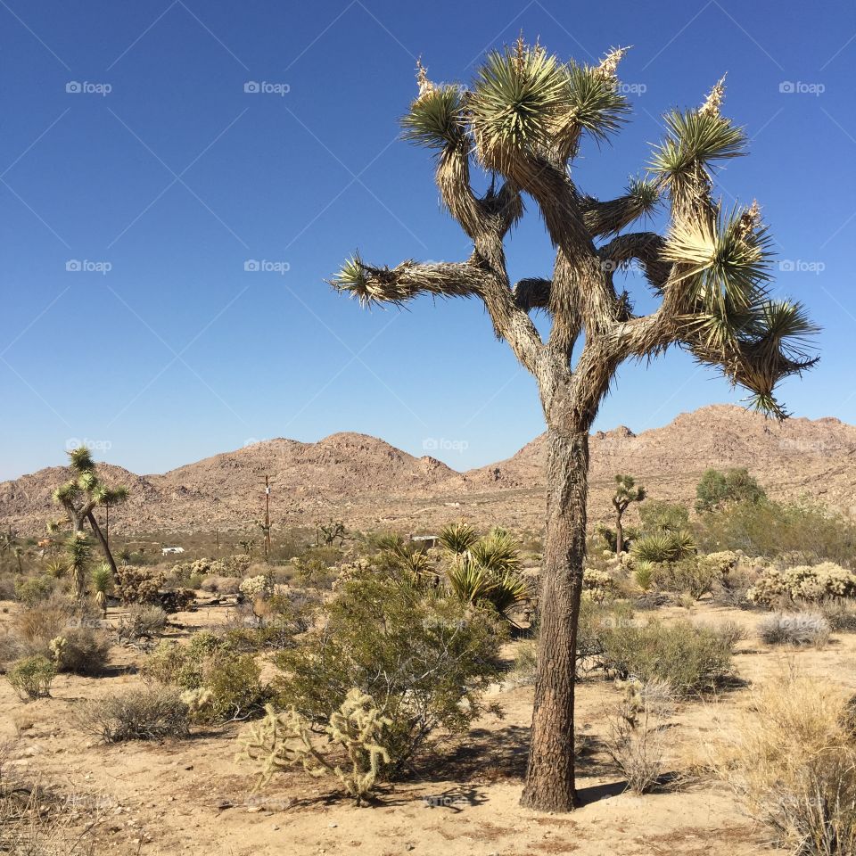 Joshua trees 