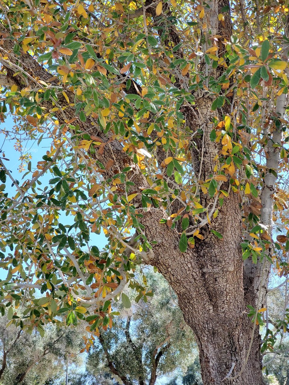 Green and Gold on a Tree