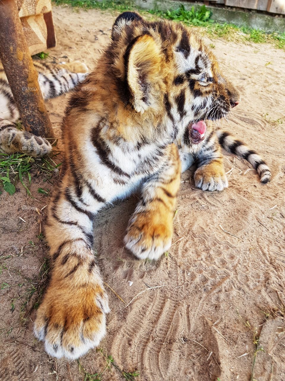 First meeting with the cub.