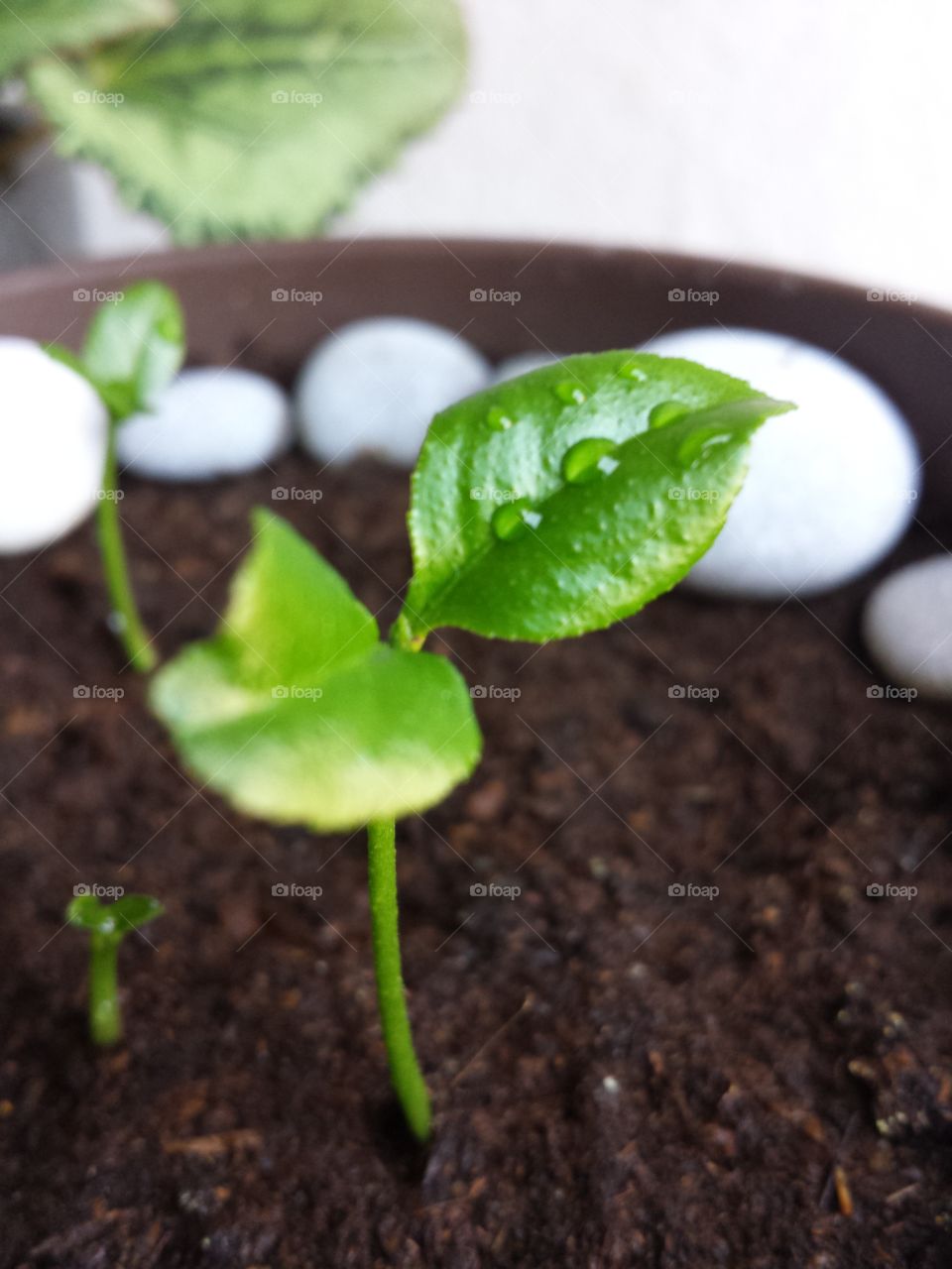 Young lemon tree