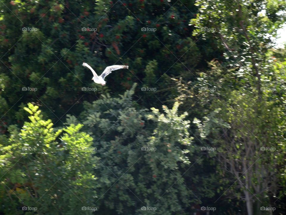 Bird flying