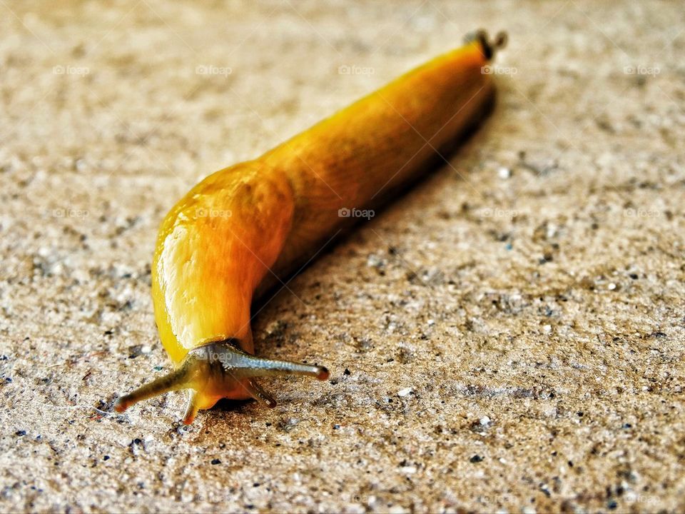 Pacific coast giant banana slug