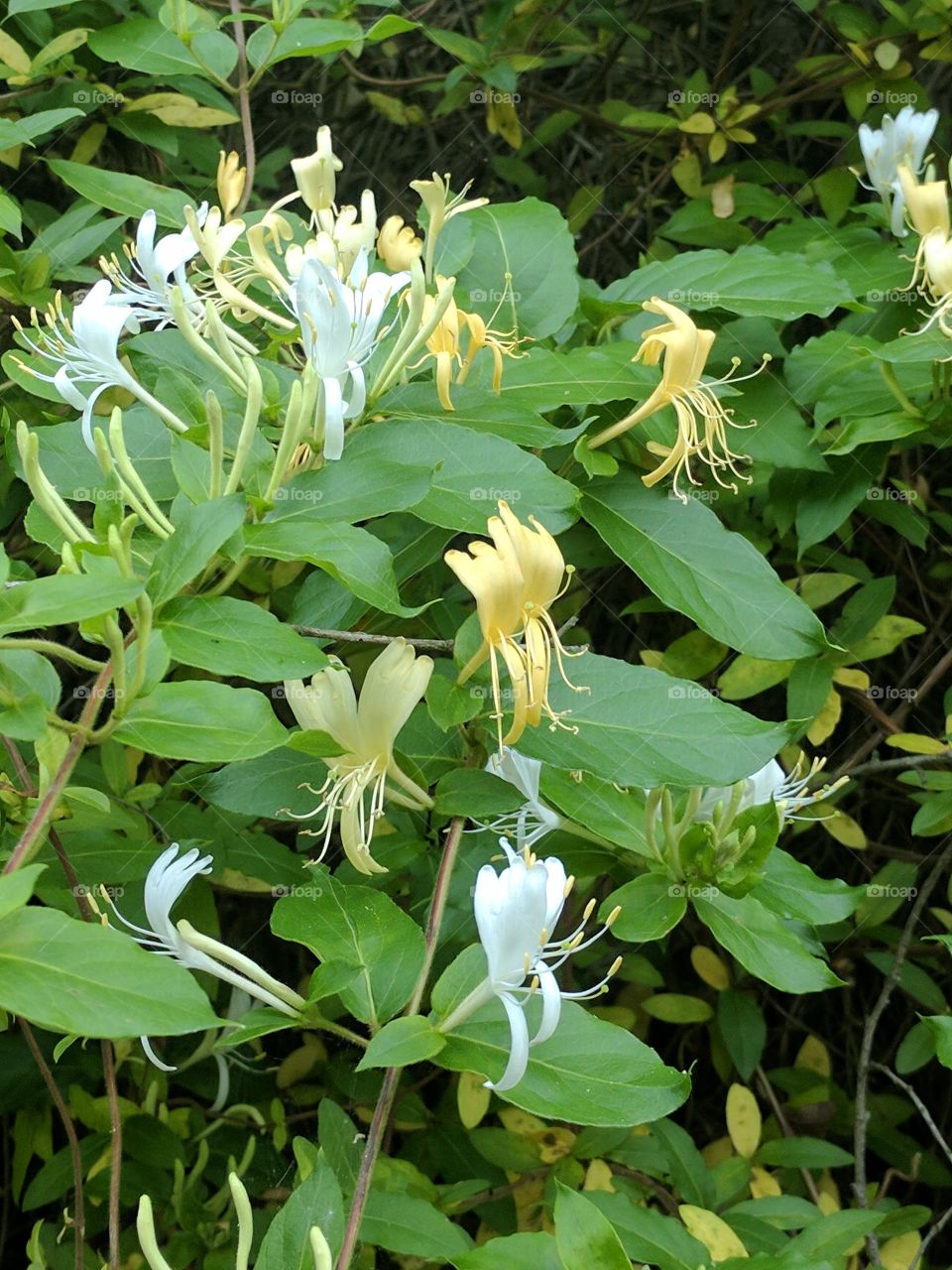 vibrant honeysuckle