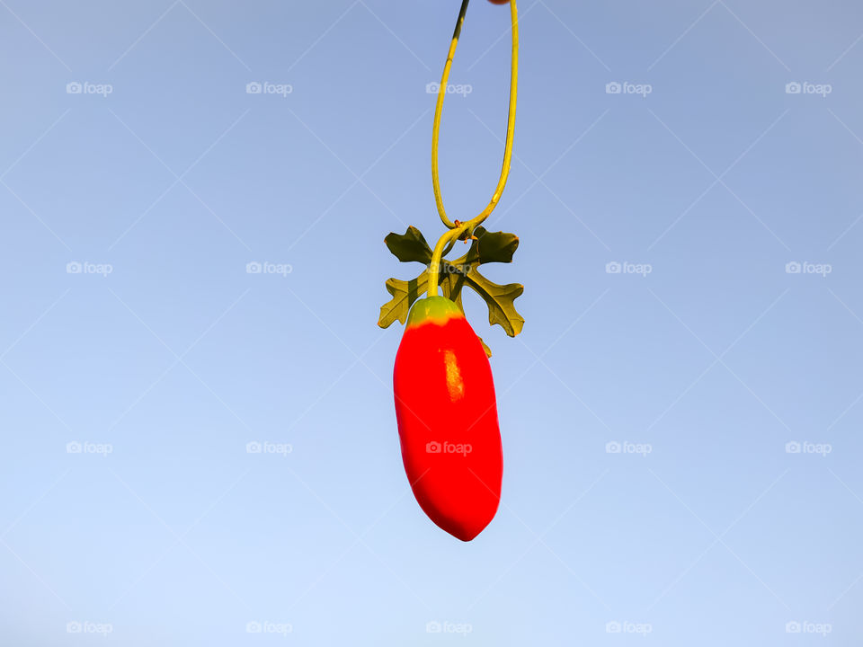 ivy gourd ripe on blue background in winter season