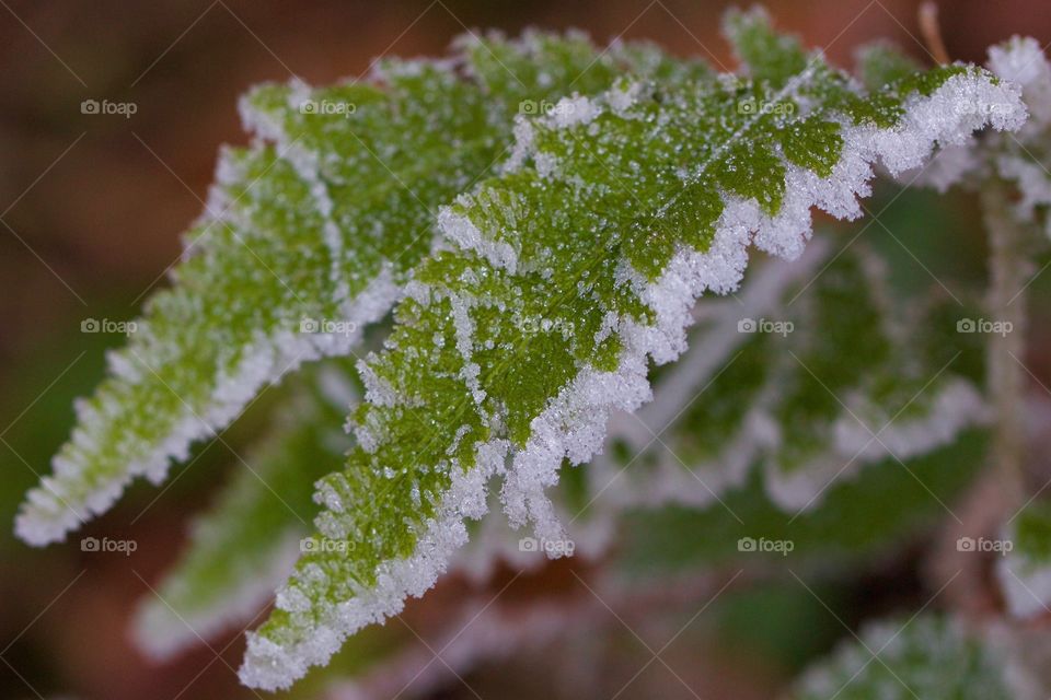 Frosty leaves