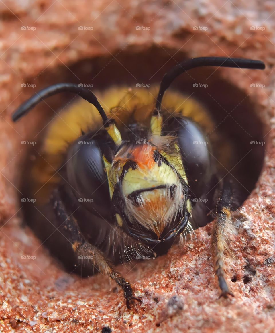 Hairy-footed flower bee peeping out of his winter rest place in the brick wall of a house on the first warm and sunny spring day in The Netherlands