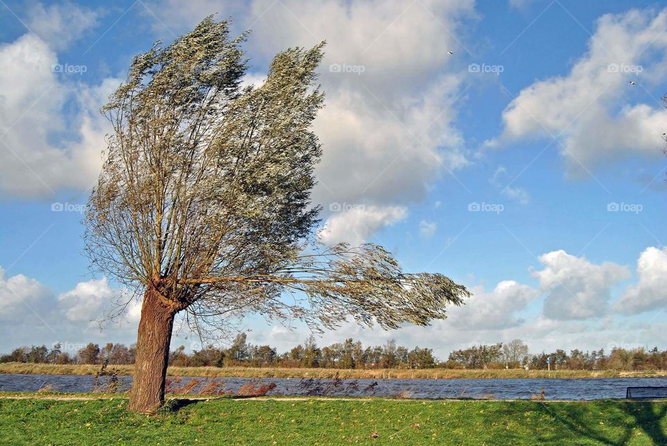 storm with a broken tree near the river and a sky with clouds