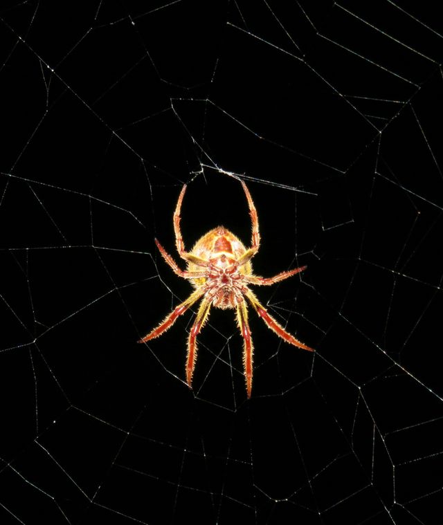 Spider