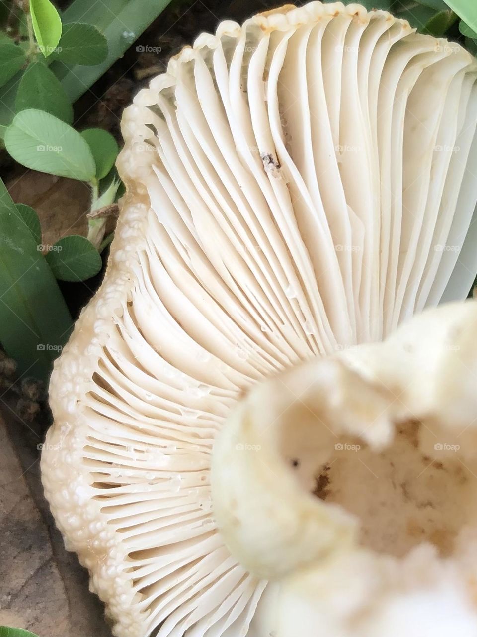 Underside of a mushroom, called mycelium, with the morning dew still clinging to it!