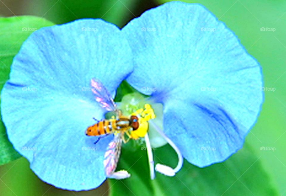 Inseto em flor azul