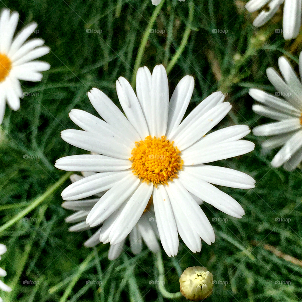 Shasta daisy closeup