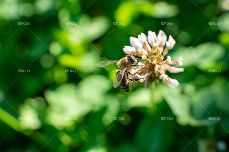 Bee on the flower macro shot