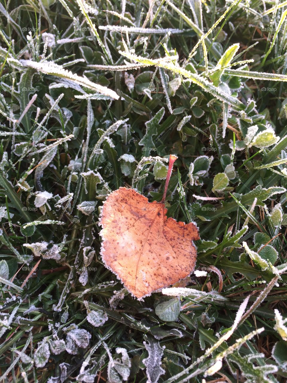 Frosty leaf in the grass