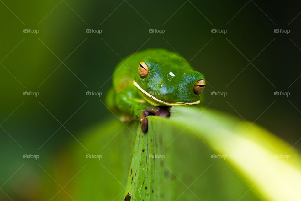 Green Frog-2