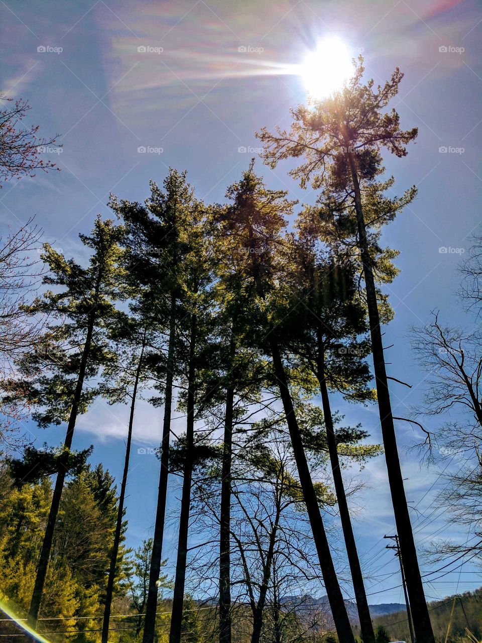 Sun Playing with the Trees by the Mill Pond on Lees-McRae Campus in Banner Elk, North Carolina, USA