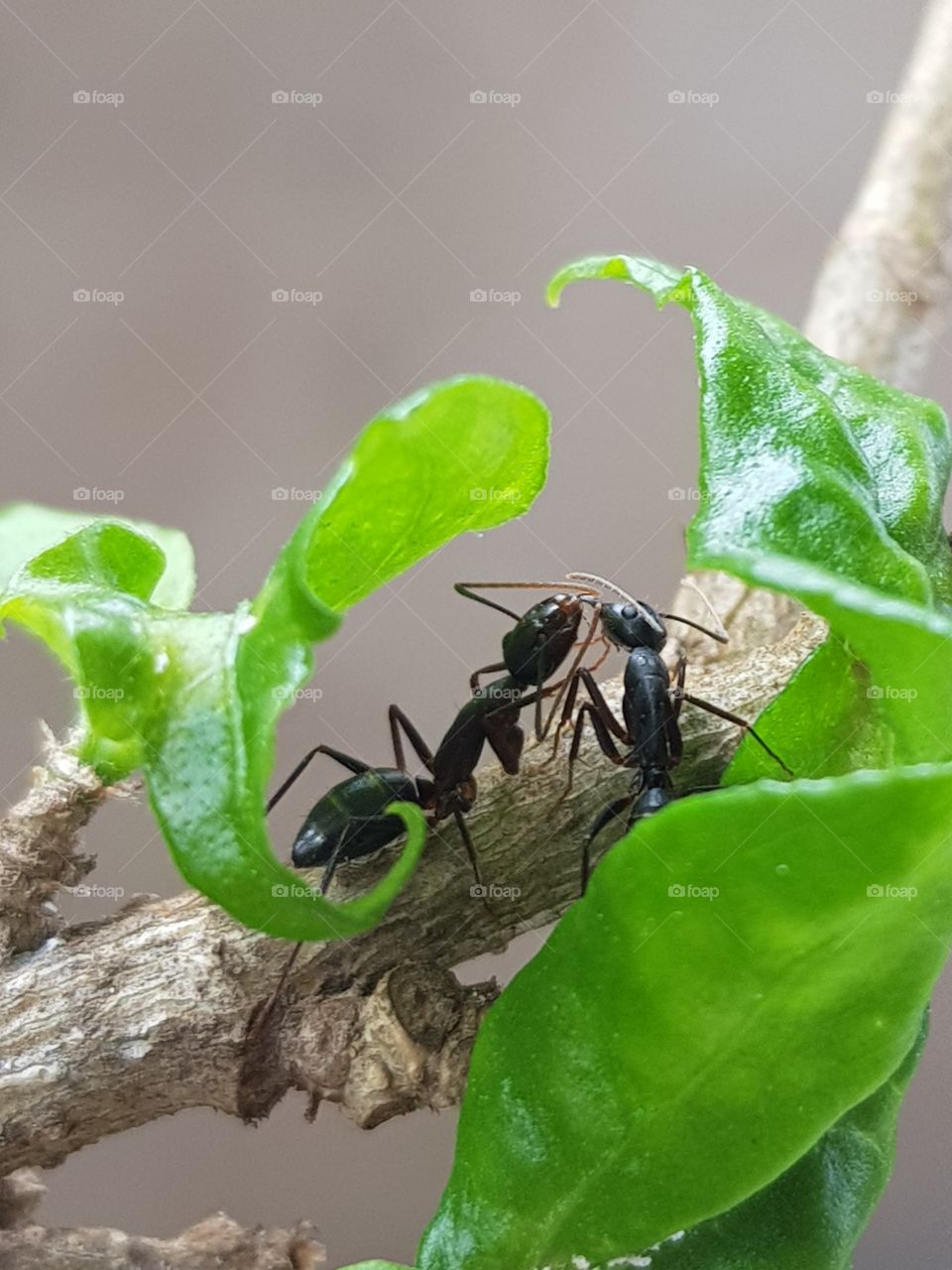 Ant's  Brawl