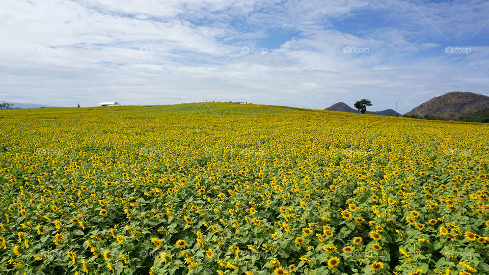 Sunflowers field 