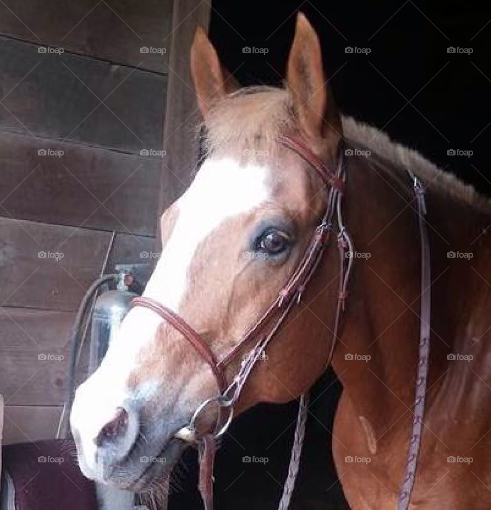 A close up of a beautiful horse taken at the stable.