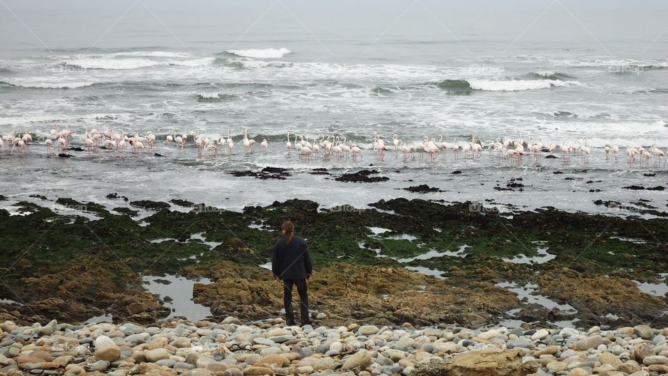 Flamingo viewing