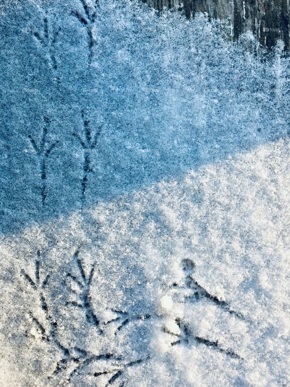 Little bird tracks on a snow-covered wooden surface 