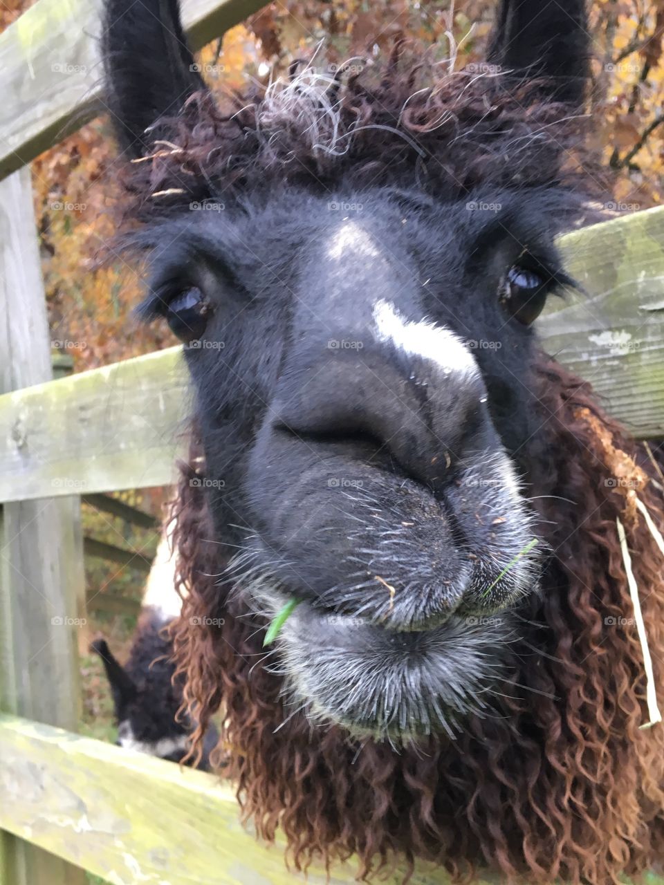 Llama face