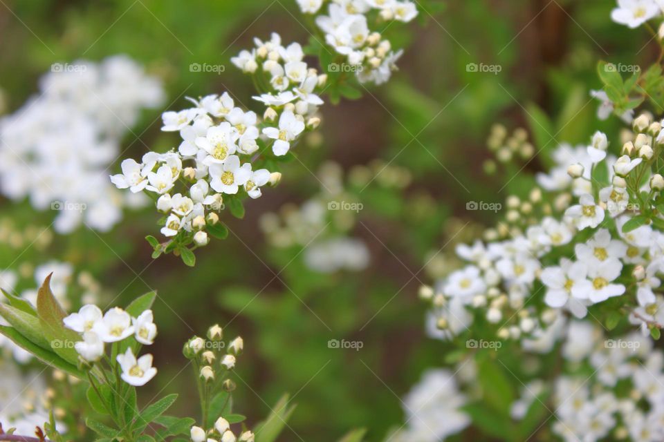 Tiny flowers