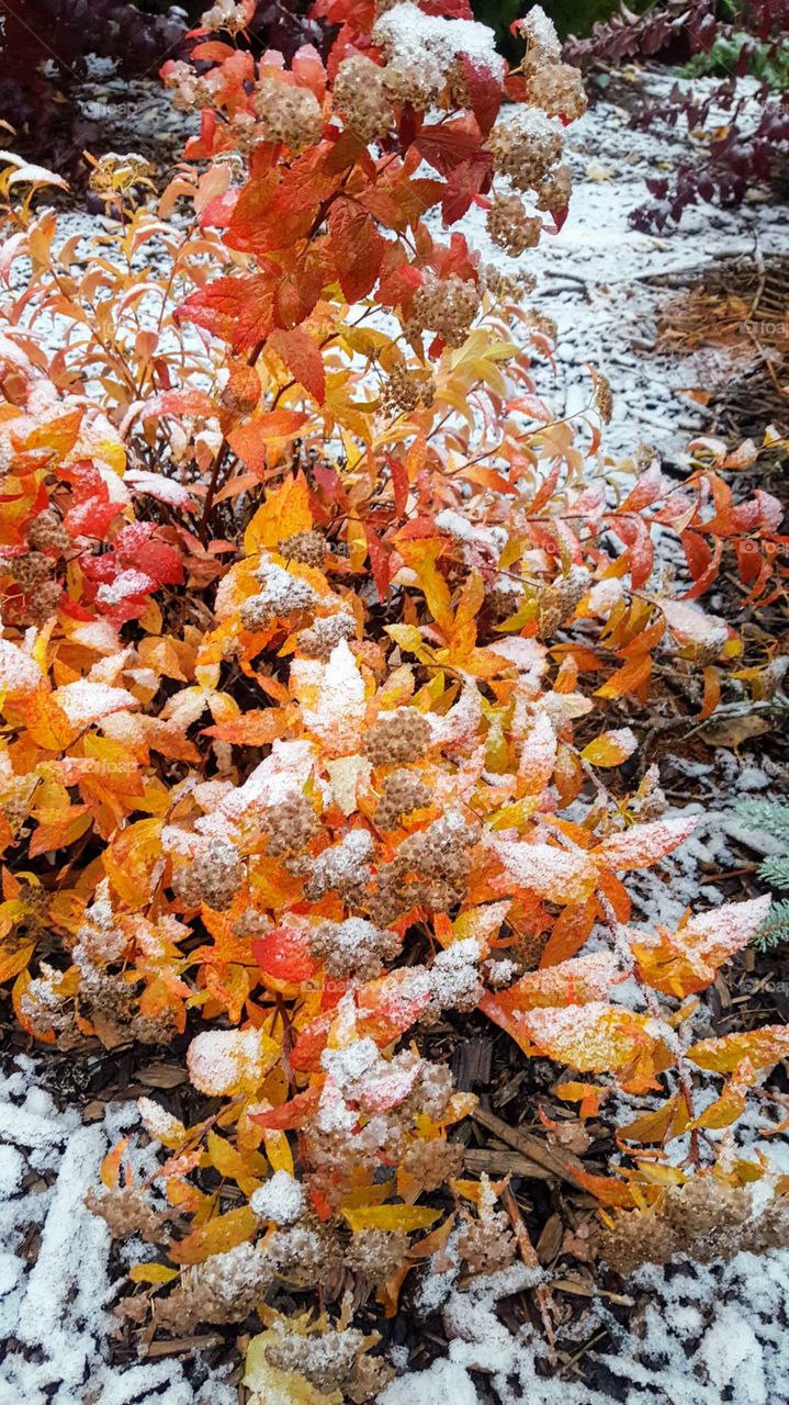 snow covered fall leaves