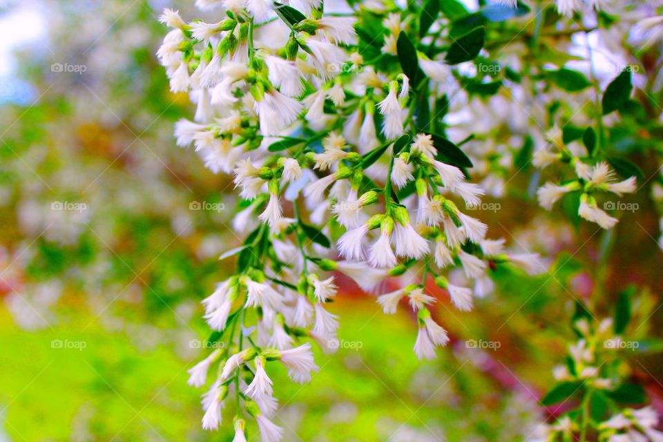 White Flowers growing outdoors