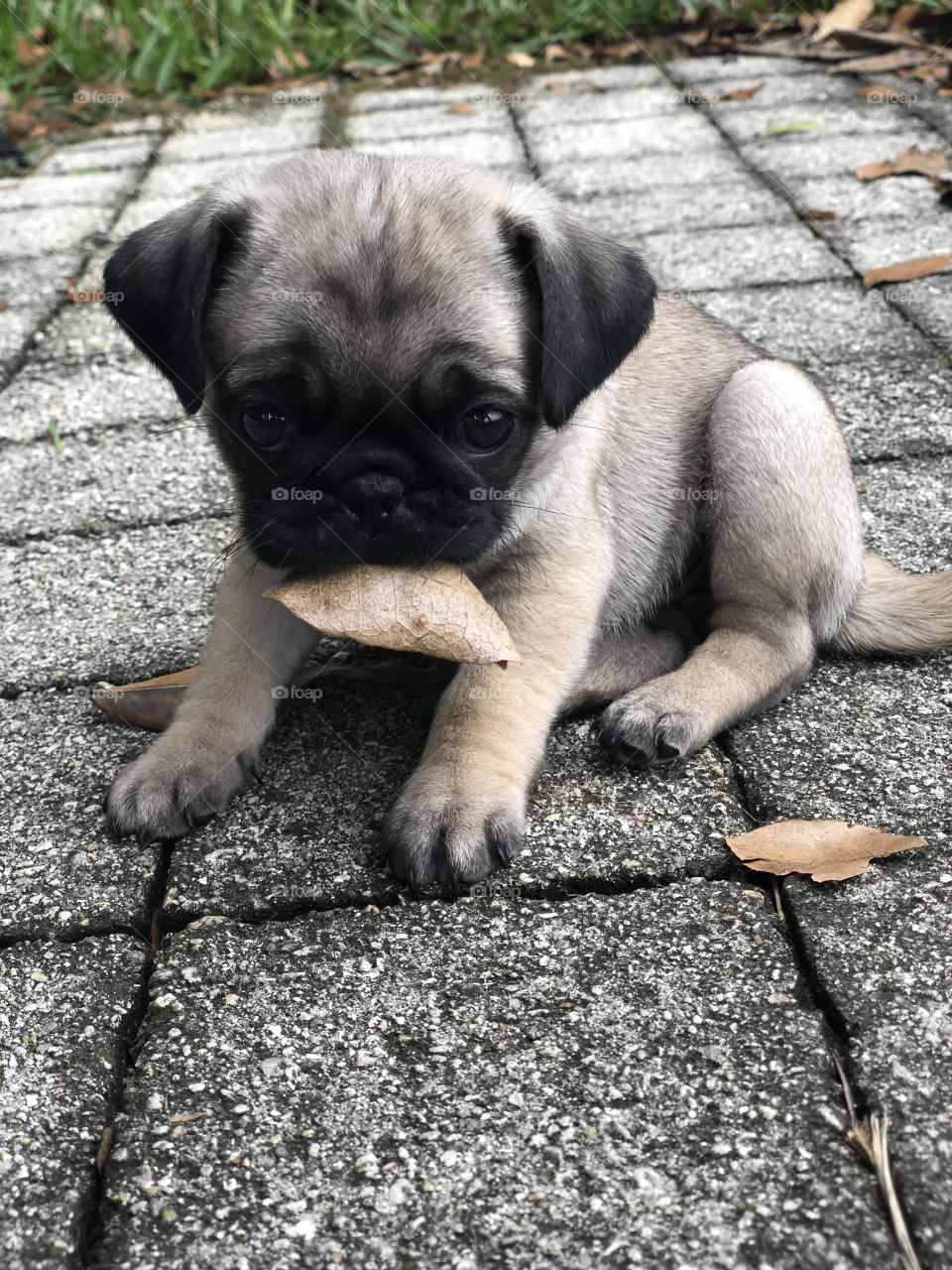 Soft fuzzy adorable pug puppy. With leaf. 