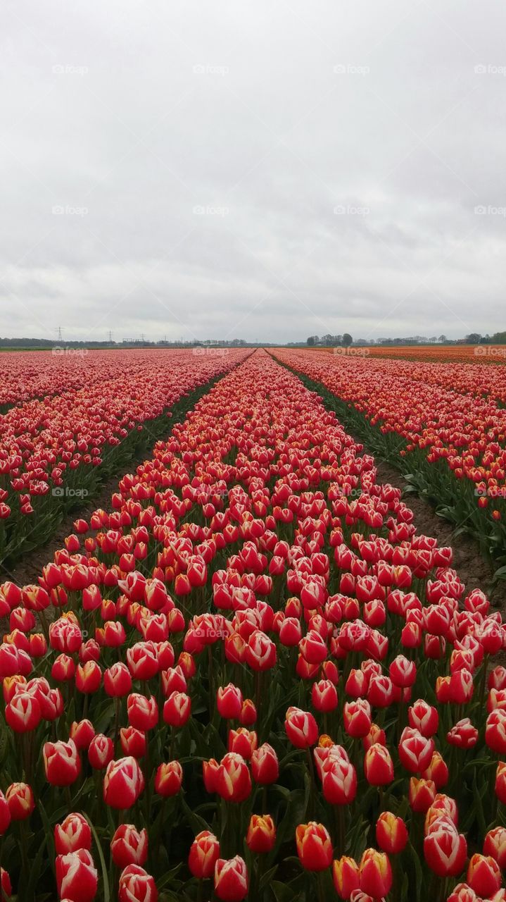 red and white tulips in holland . tulip field in holland with red and white 