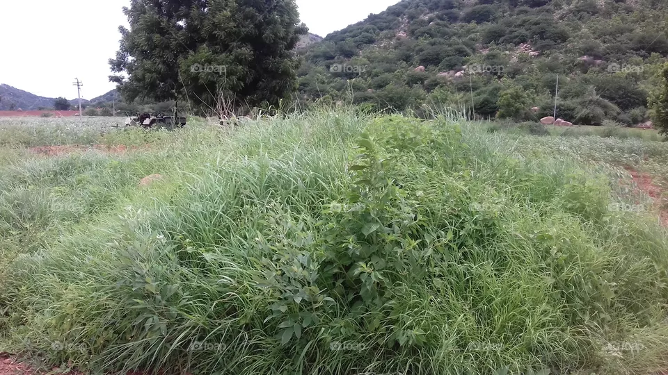 scenary of greenary