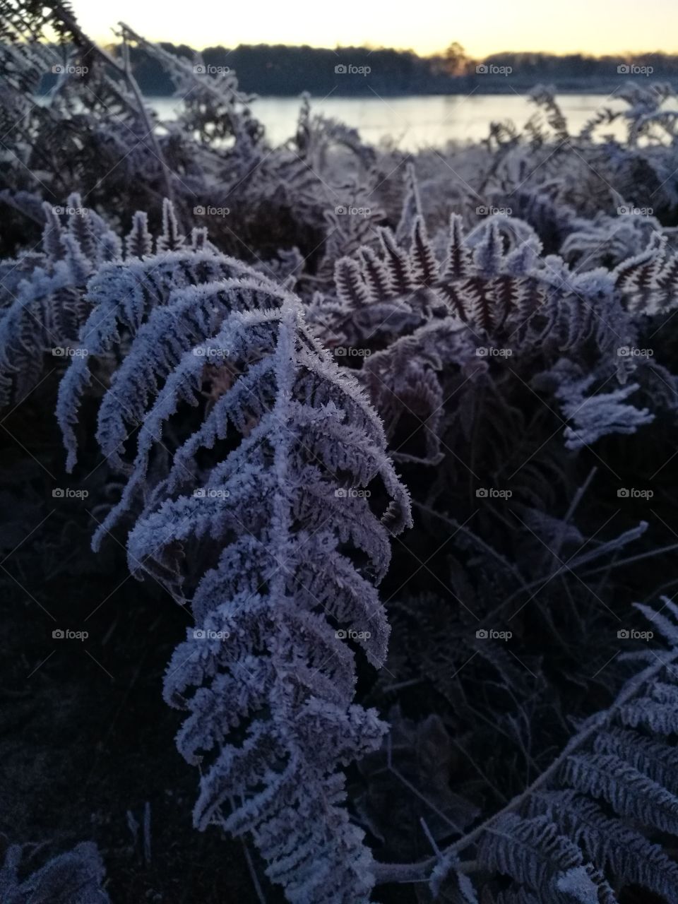 Frost covered fern