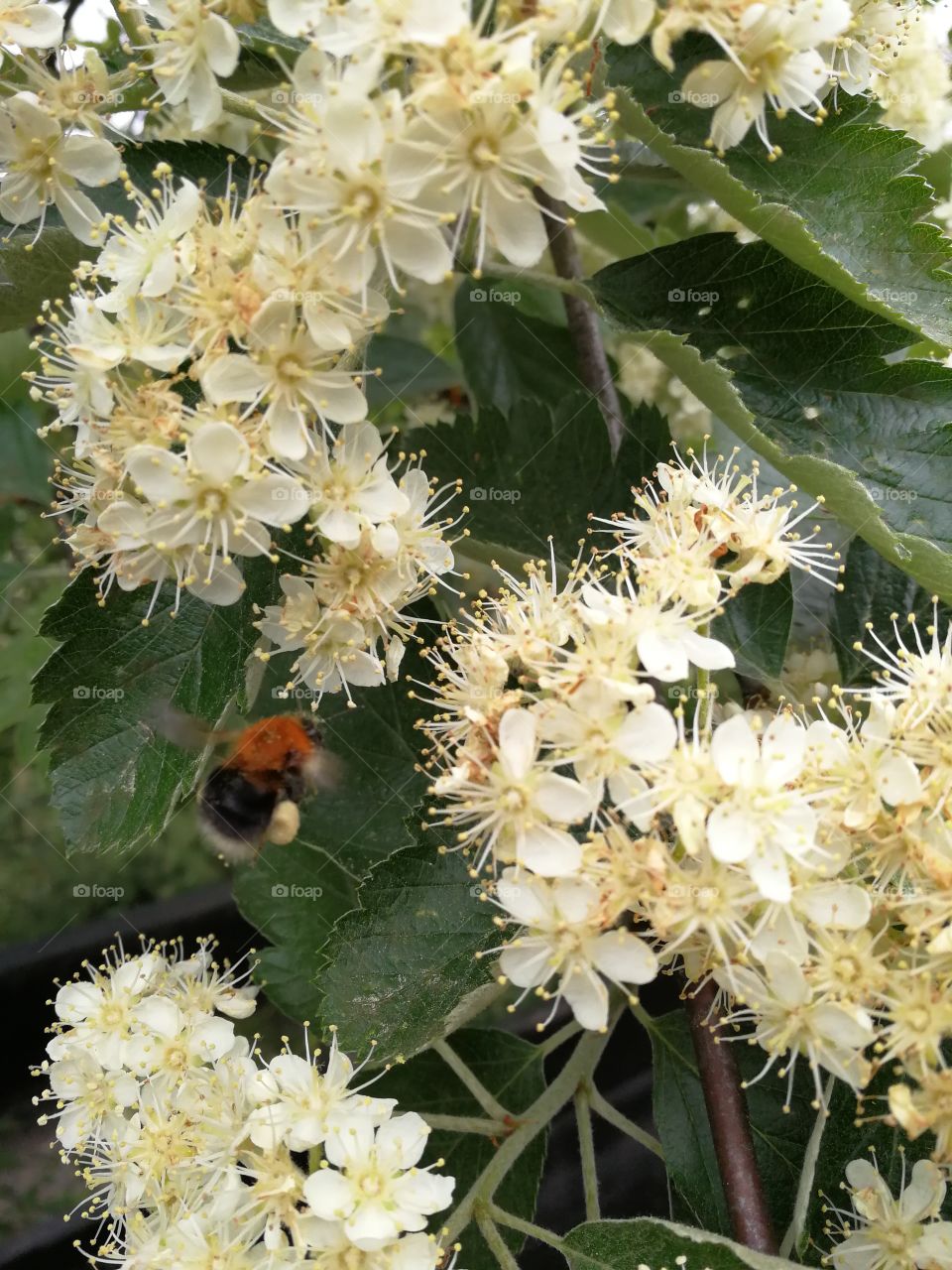 Bumblebee and flowers