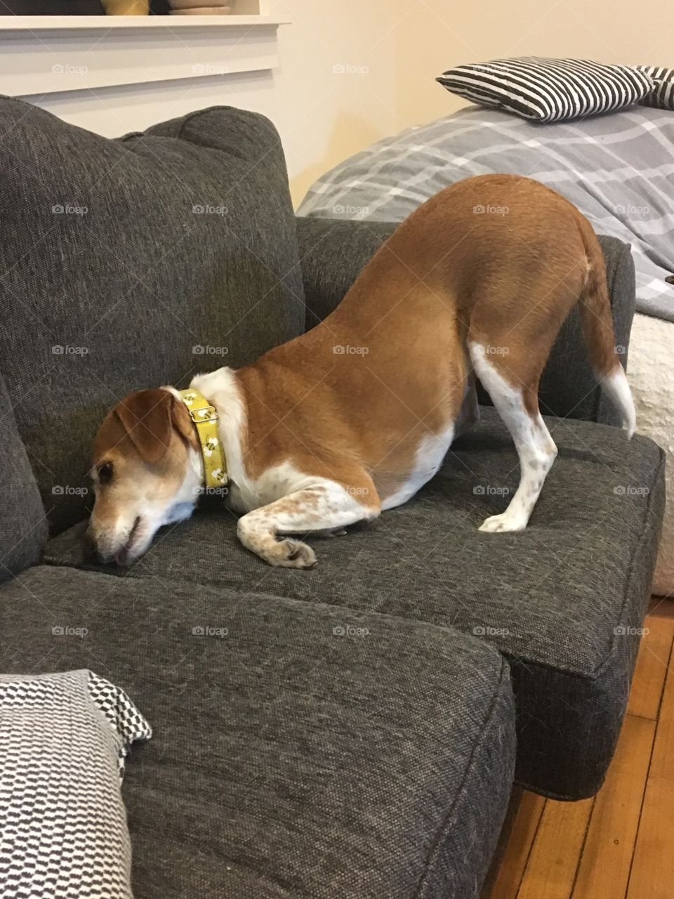 Beagle dog funny butt in air