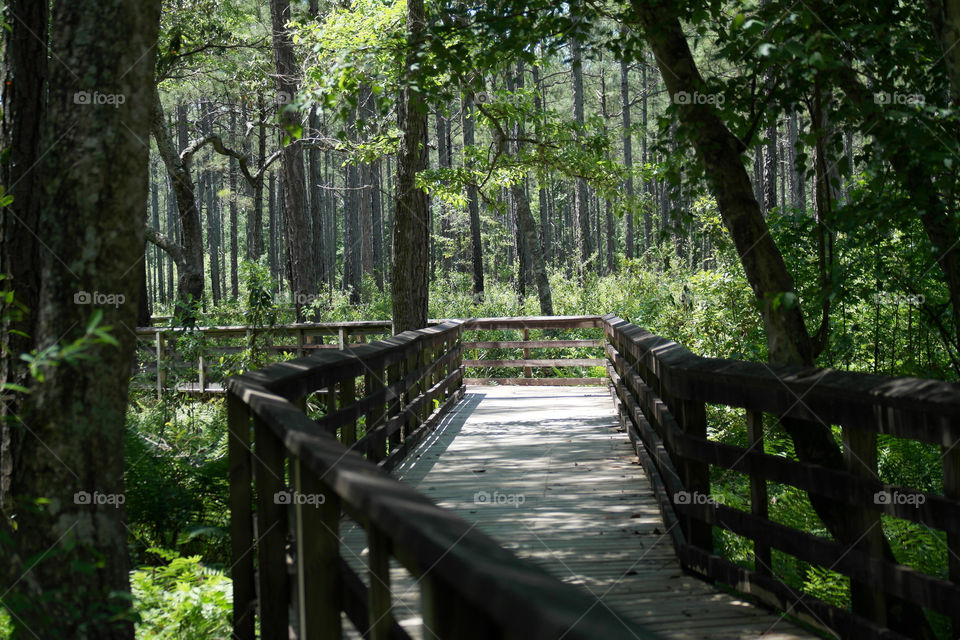 Empty wooden boardwalk in forest