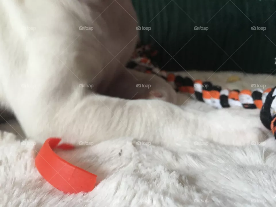 Nice dog