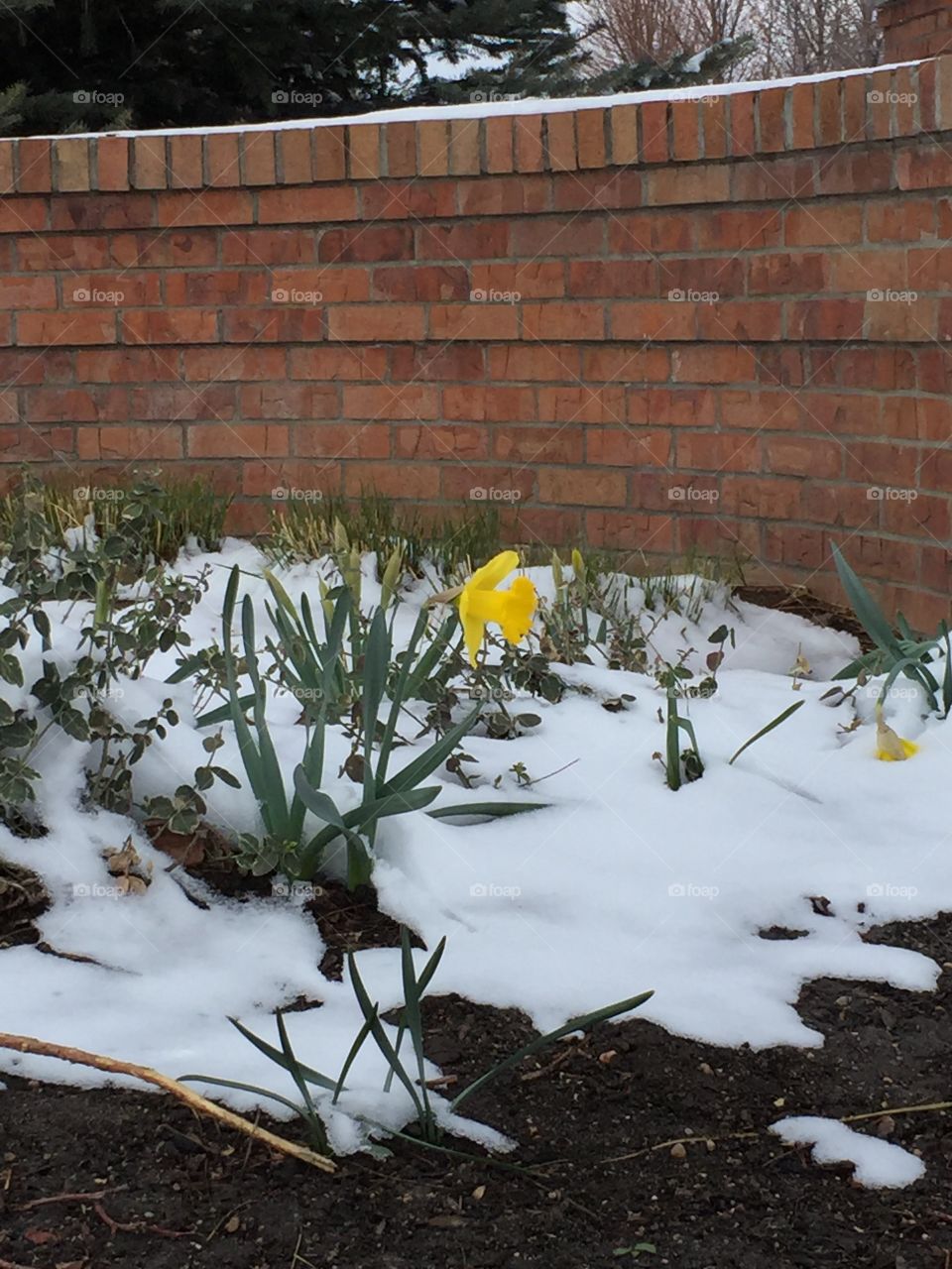 Yellow spring daffodils in snow